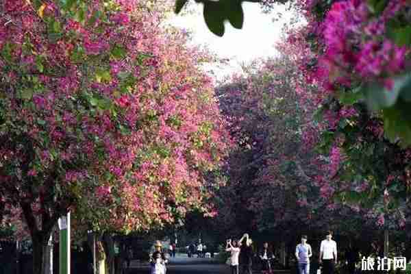 广东冬天有什么花开 广东冬天去哪里赏花 广东冬天有什么花开 广东冬天去哪里赏花