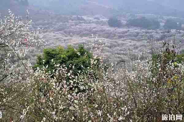 广东冬天有什么花开 广东冬天去哪里赏花 广东冬天有什么花开 广东冬天去哪里赏花