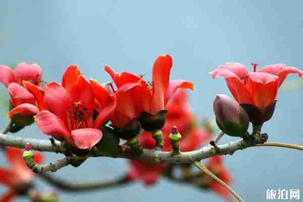 广东冬天有什么花开 广东冬天去哪里赏花