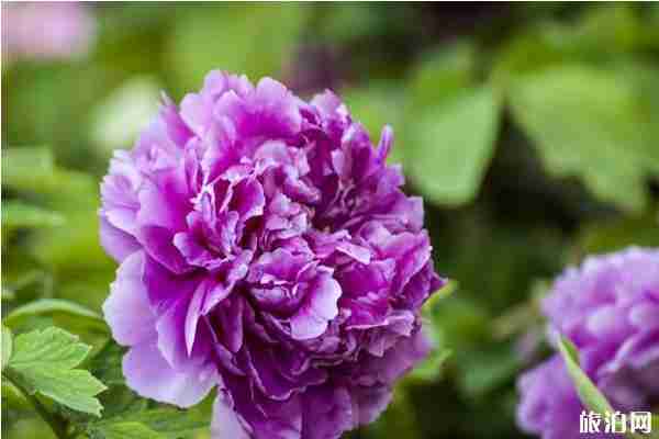 广东冬天有什么花开 广东冬天去哪里赏花 广东冬天有什么花开 广东冬天去哪里赏花