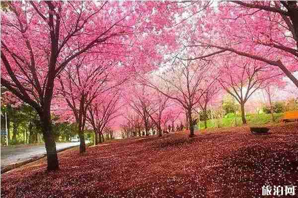 广东冬天有什么花开 广东冬天去哪里赏花 广东冬天有什么花开 广东冬天去哪里赏花