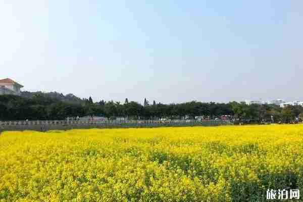 广东冬天有什么花开 广东冬天去哪里赏花 广东冬天有什么花开 广东冬天去哪里赏花
