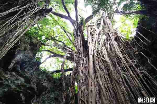 沖繩冬天冷嗎 沖繩冬天旅游攻略 沖繩冬天冷嗎 沖繩冬天旅游攻略