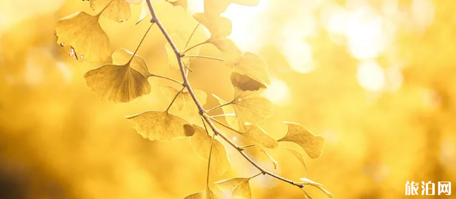 西安千年銀杏樹在哪里 西安古觀音禪寺銀杏樹預(yù)約參觀指南