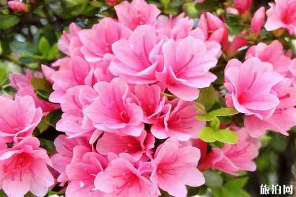 2019全景VR深圳勒杜鵑花展詳情(地址+花展亮點) 2019全景VR深圳勒杜鵑花展詳情(地址+花展亮點)