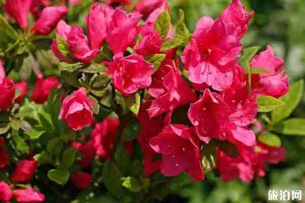 2019全景VR深圳勒杜鵑花展詳情（地址+花展亮點）