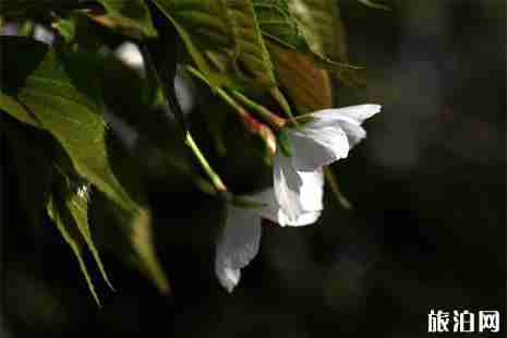 2019年池州秋季看紅葉賞花圖