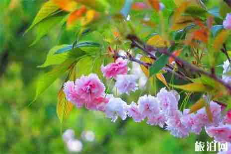 2019年池州秋季看紅葉賞花圖