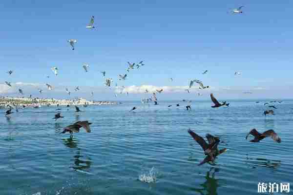 哪里是天鵝最多的地方 哪里是天鵝最多的地方