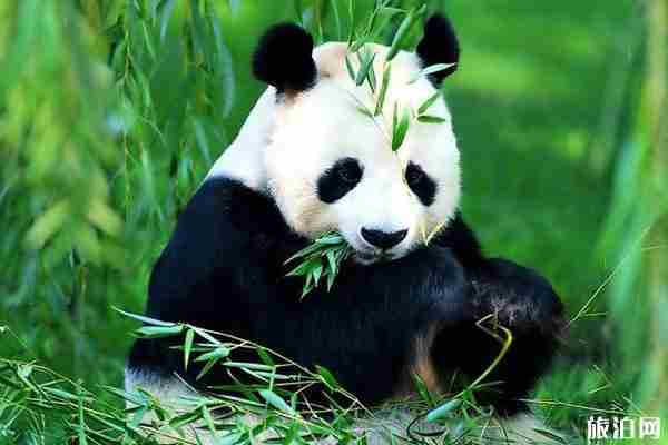 2019武漢動物園熊貓館門票+開館時間+志愿者招募