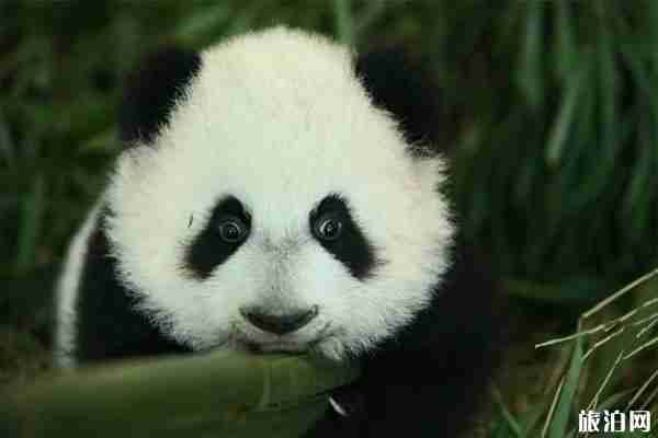 2019武漢動物園熊貓館門票+開館時間+志愿者招募