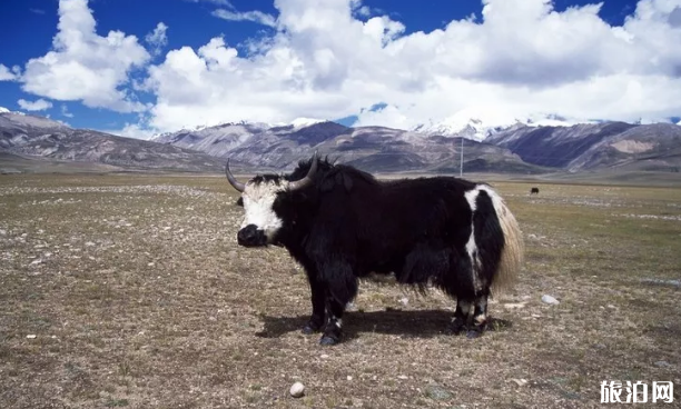 去西藏旅游哪些事情不能做 去西藏旅游哪些事情不能做
