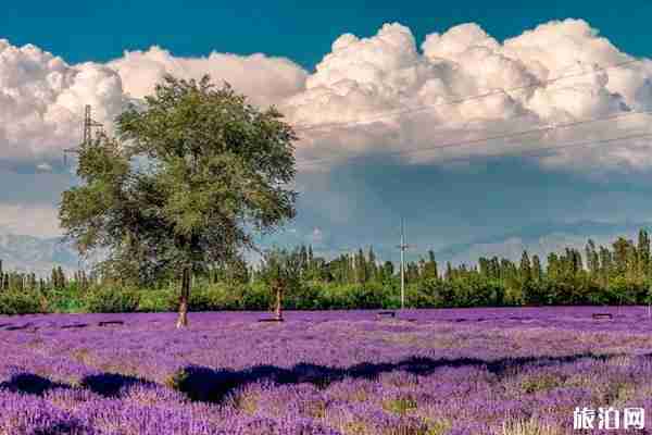 伊犁解憂公主薰衣草園什么時候最好看(門票+交通) 伊犁解憂公主薰衣草園什么時候最好看(門票+交通)