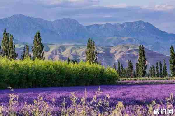 伊犁解憂公主薰衣草園什么時候最好看(門票+交通) 伊犁解憂公主薰衣草園什么時候最好看(門票+交通)