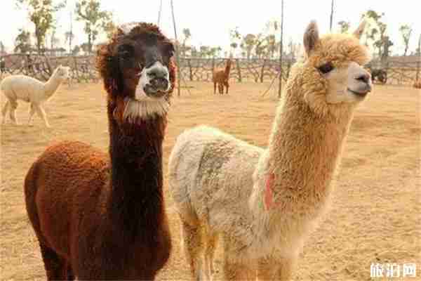 宿州野生動物園門票多少錢