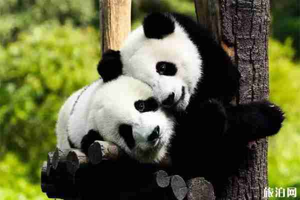 太原動(dòng)物園門票多少錢 太原動(dòng)物園門票多少錢