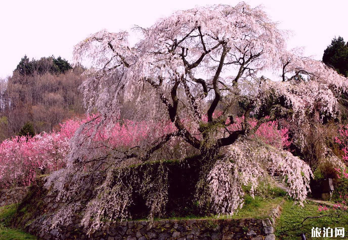 日本哪些地方可以看櫻花 日本櫻花地推薦