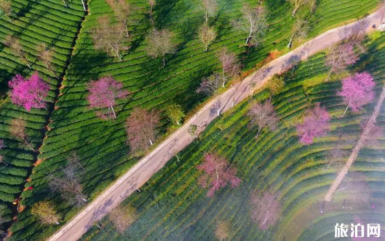 國內冬天旅游推薦地  2019年冬天應該去哪里旅游呢