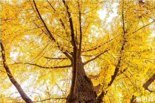 漢十高鐵票價(jià)+路線+旅游優(yōu)惠政策