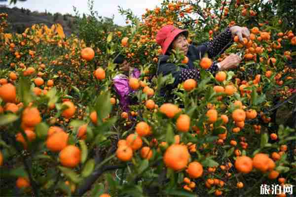 南豐蜜橘產(chǎn)地在哪里 南豐蜜橘產(chǎn)地在哪里