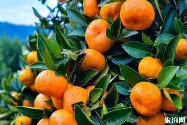 南豐蜜橘產(chǎn)地在哪里 南豐蜜橘產(chǎn)地在哪里