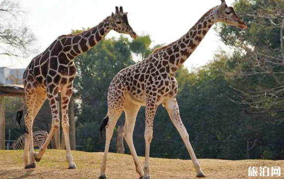 大阪親子游推薦 大阪哪些地方適合親子游