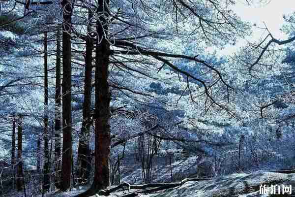 廬山霧凇一般什么時候 南方哪里可以看雪 廬山霧凇一般什么時候 南方哪里可以看雪