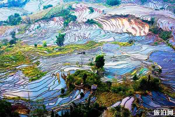 云南元陽梯田景點(diǎn)介紹