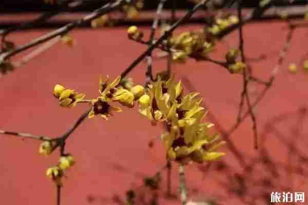 寒假去山東哪里旅游比較好