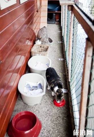 擼貓圣地推薦 貓奴們有哪些旅游必去景點