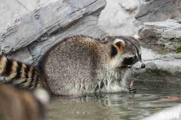 上海野生動物園門票多少錢+地址+開放時間+景點