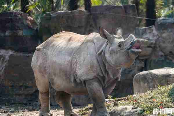 上海野生動物園門票多少錢+地址+開放時間+景點