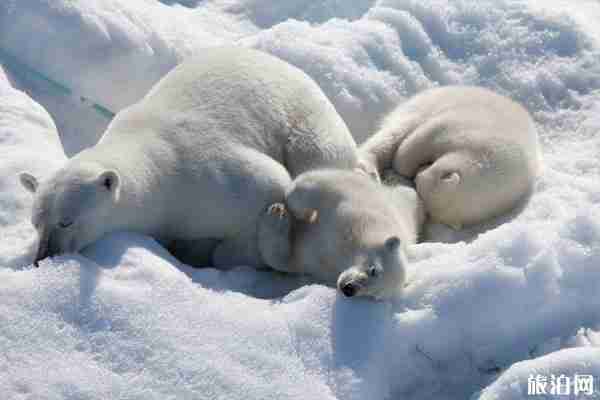 南極和北極哪一邊比較冷