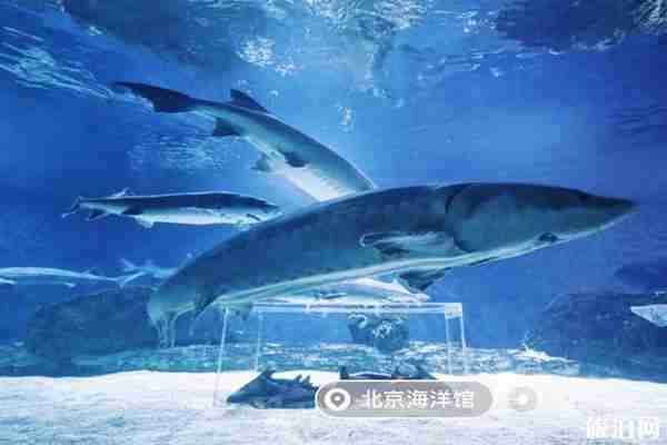 哪個海洋館可以搭帳篷夜宿