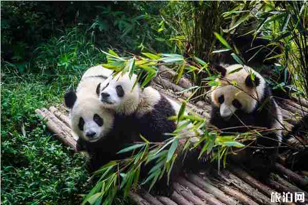 2019成都熊貓基地免費開放日 成都熊貓基地免費門票預約
