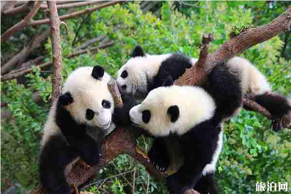 2019成都熊貓基地免費開放日 成都熊貓基地免費門票預約