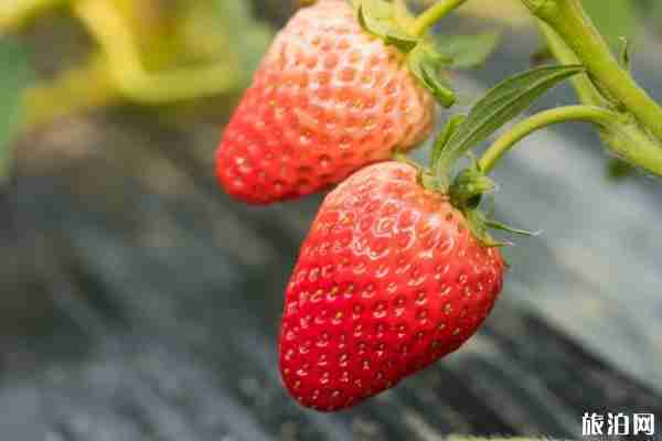 深圳采摘草莓的地方 2020深圳草莓采摘價格+低至