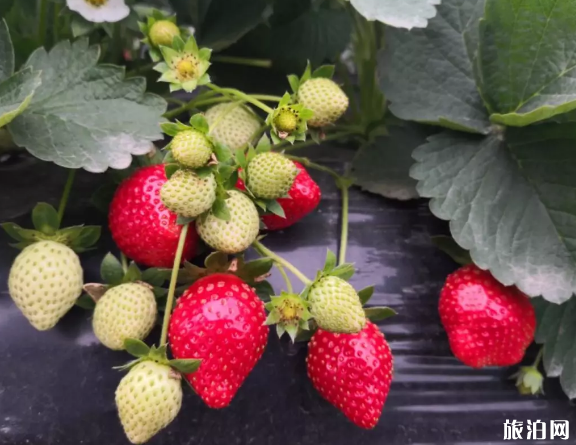 深圳采摘草莓的地方 2020深圳草莓采摘價格+低至