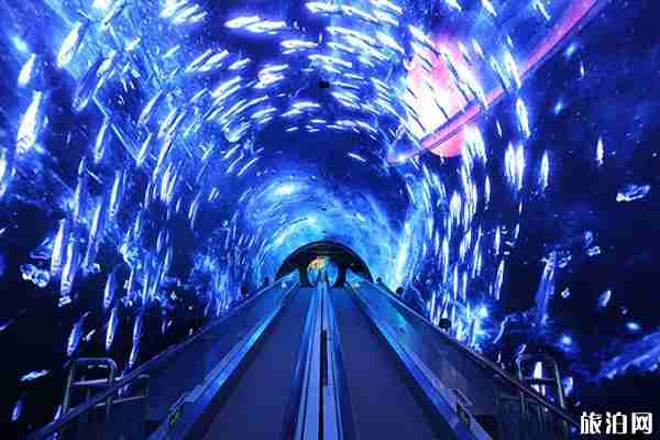 2019廣州正佳極地海洋世界圣誕活動（優(yōu)惠+門票+游玩項目）