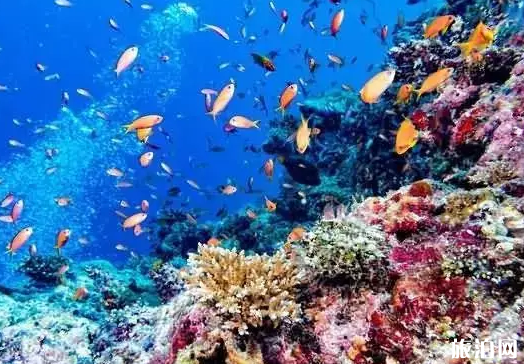 馬爾代夫島嶼推薦 馬爾代夫哪些島嶼適合度假 馬爾代夫島嶼推薦 馬爾代夫哪些島嶼適合度假