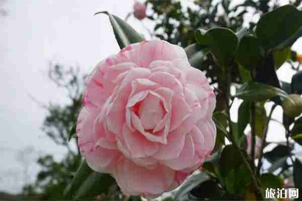 江門圭峰山門票+觀光車 附賞櫻花攻略