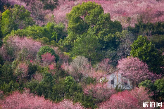 看看哪些地方適合鄉村旅游