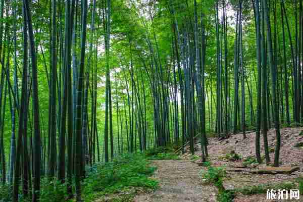 四川宜賓有什么好玩的地方