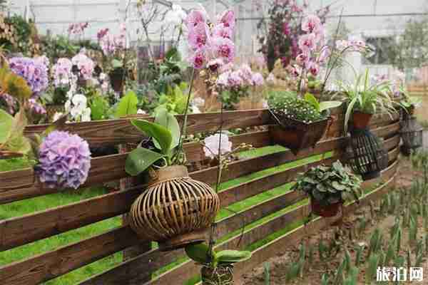 2020顺义北郎中迎春花展12月26日开启 持续时间+花展介绍