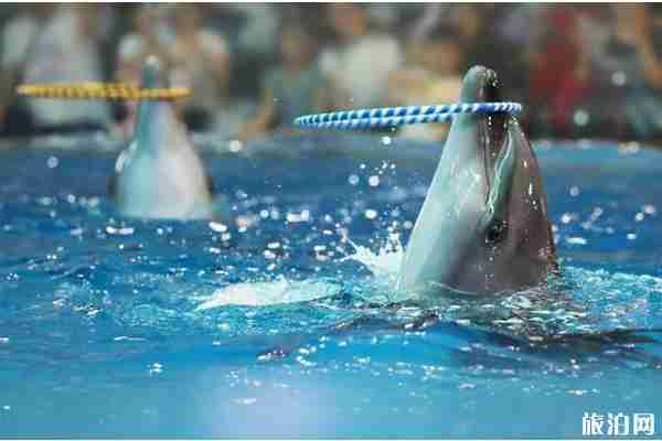 南京跨年2020活动攻略 南京跨年2020活动攻略