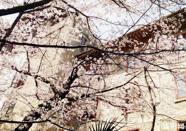 2020年武大櫻花節什么時候開花（開始時間+結束時間）