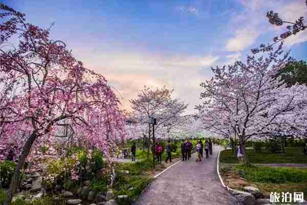 2020年武大櫻花節什么時候開花（開始時間+結束時間）