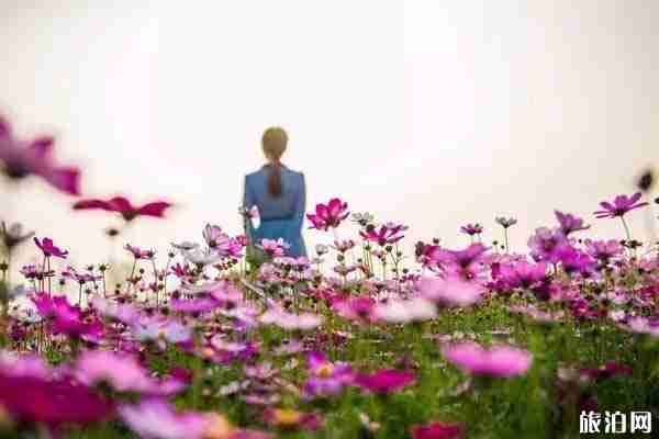 2020里水百合花文化周(時間+地點+活動)