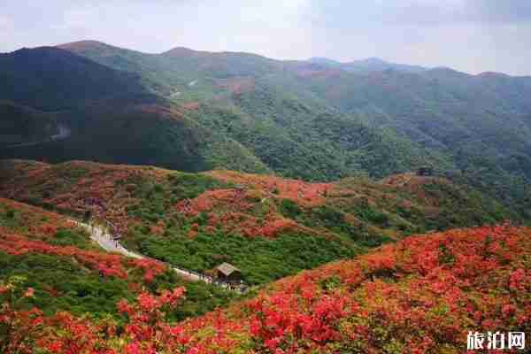 大圍山國家森林公園門票+游玩指南