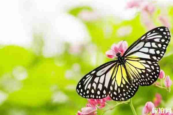 2020北京国际鲜花港蝴蝶展时间+门票+地点+介绍 2020北京国际鲜花港蝴蝶展时间+门票+地点+介绍